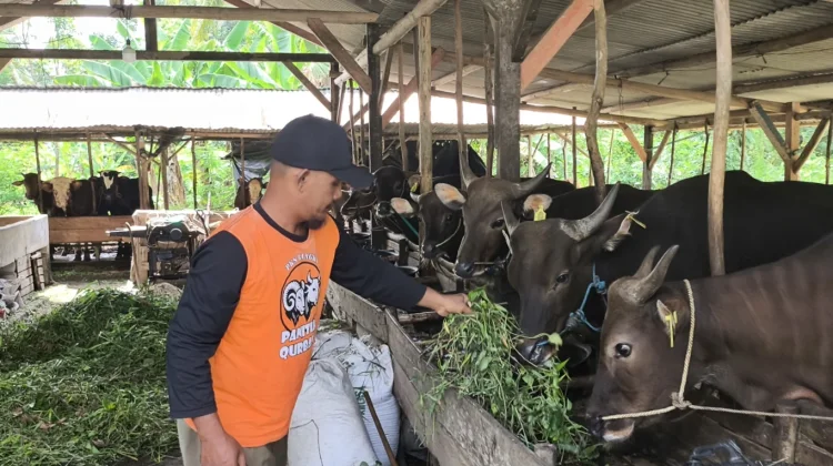 Dinpanpertan Bangka: Permintaan Hewan Kurban Berpotensi Mengalami Peningkatan