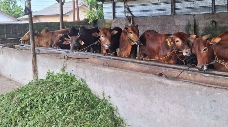 Pedagang Hewan Kurban Kesulitan Cari Pakan Ternak