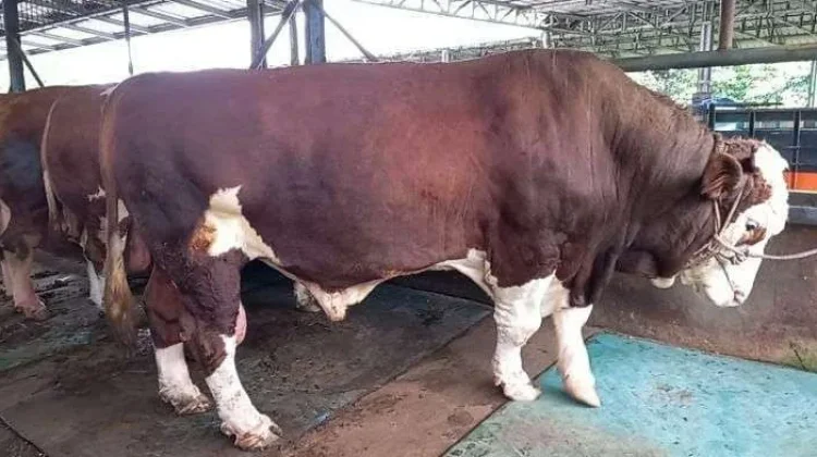 Pangkalpinang Terima Bantuan Satu Sapi Presiden untuk Iduladha 2026