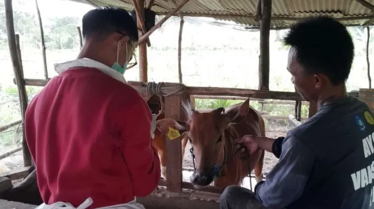 Dispaper Pangkalpinang Mulai Cek Kesehatan Sapi jelang Iduladha 2026