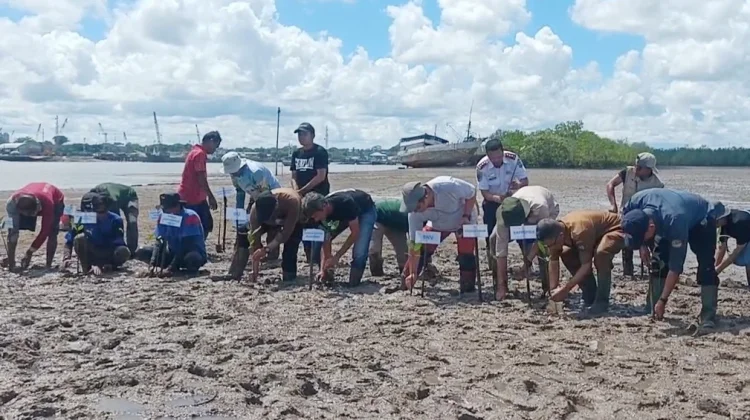 Restorasi Mangrove di Desa Juru Seberang, Yayasan TCI Siapkan 18.750 Bibit