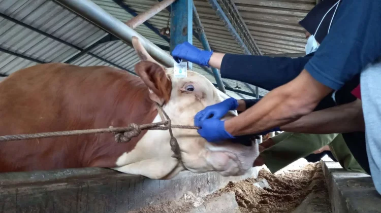 Dispaper Pangkalpinang Awasi Sapi Bantuan Presiden untuk Iduladha
