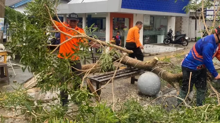 Pemetaan Pohon Tua Antisipasi Cuaca Esktrem Angin Kencang