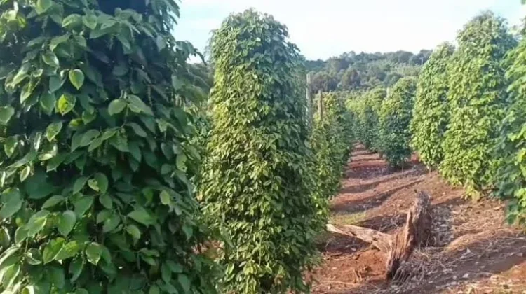 Gandeng DJPb Babel, Pemkab Bangka Tengah Kembangkan Desa Devisa