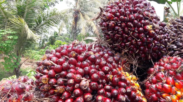 DPKP Babel Susun Formulasi Pengawasan Harga TBS Kelapa Sawit