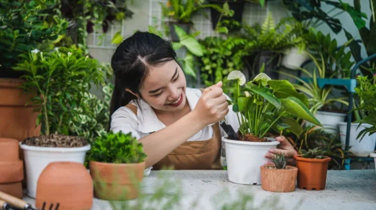 Tanaman Hias dan Buah Beri Kesejukan di Rumah