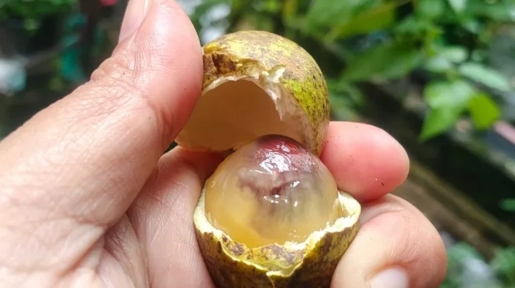 Matoa, Buah yang Kaya Nutrisi Alami Tubuh