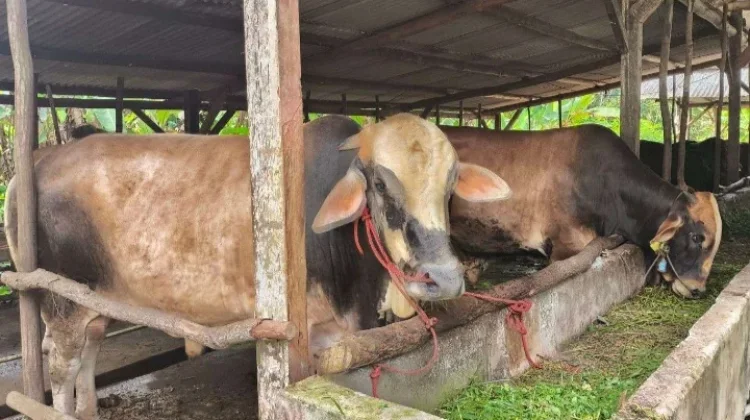 Laksanakan Ibadah Kurban sesuai Syariat