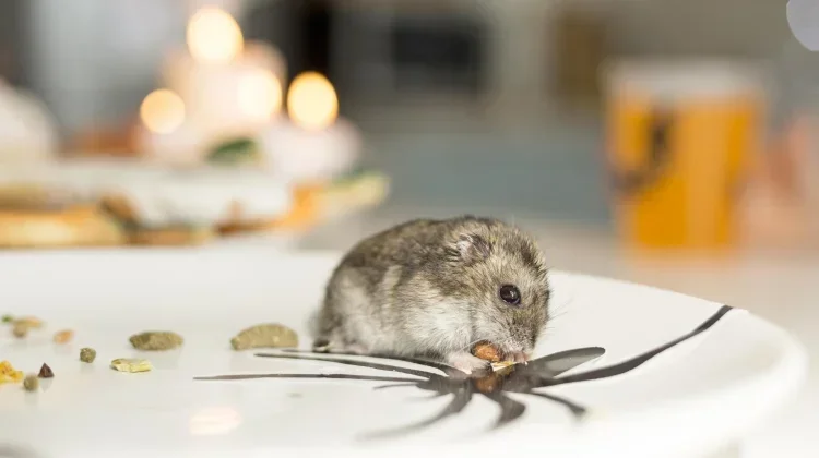 Belitung Timur Zero Kasus Hantavirus