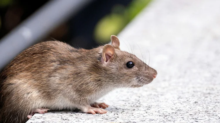 Dinkes Beltim Minta Warga Waspadai Gejala Awal Hantavirus