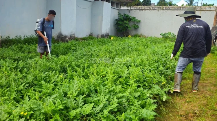 Lapas Pangkalpinang Kembangkan Kompos Organik untuk Budi Daya Semangka