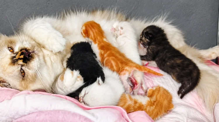 Hal yang Perlu Dihindari dalam Merawat Bayi Kucing
