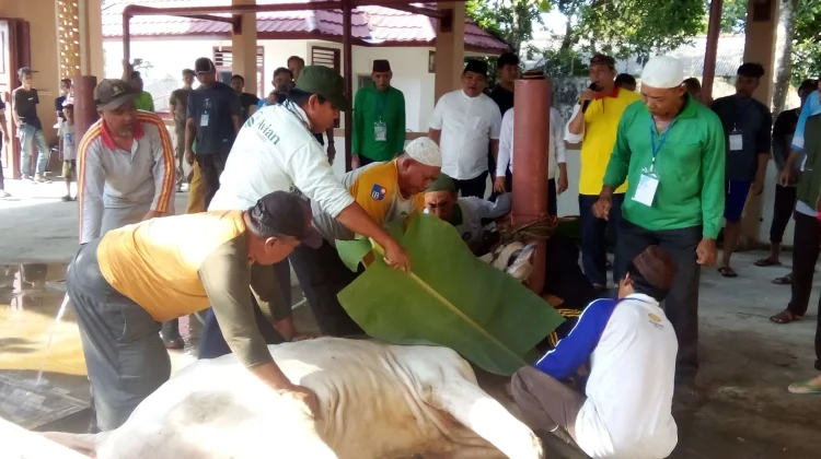 Kesehatan Hewan Kurban Diperiksa Sebelum dan Sesudah Penyembelihan