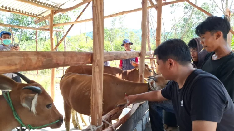 Hewan Kurban Sehat akan Aman Dikonsumsi Masyarakat Beltim