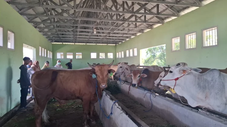 Kebutuhan Hewan Kurban di Beltim Didominasi Pasokan Luar Daerah