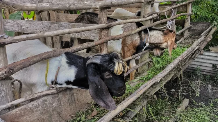 Penanganan Cepat, Dinpanpertan Bangka Tangani Kambing Terinfeksi Skabies