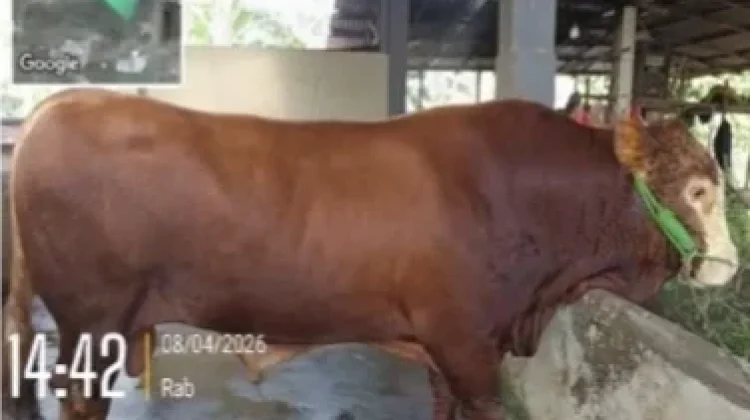 Beltim Dapat Bantuan Sapi Kurban Presiden Berbobot 790 Kilogram