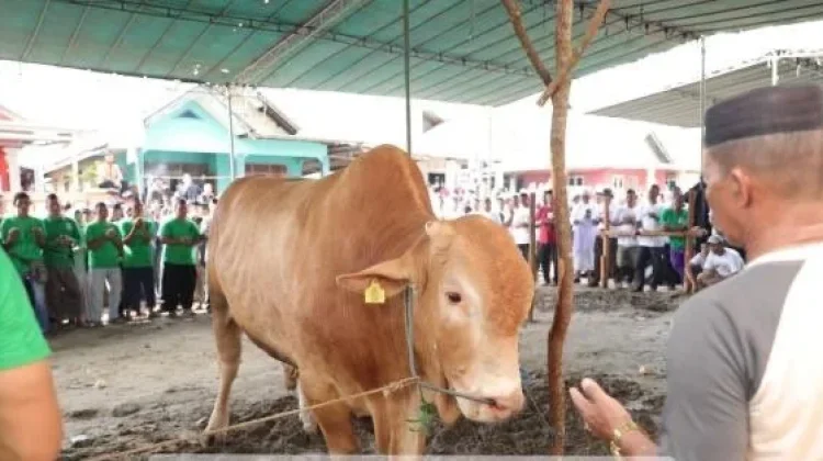 Bantuan Hewan Kurban dari Presiden, Sebanyak 8 Ekor Sapi untuk Babel