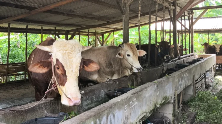 Dinpanpertan Bangka Berikan Penanganan Sapi Kurban Bantuan Presiden