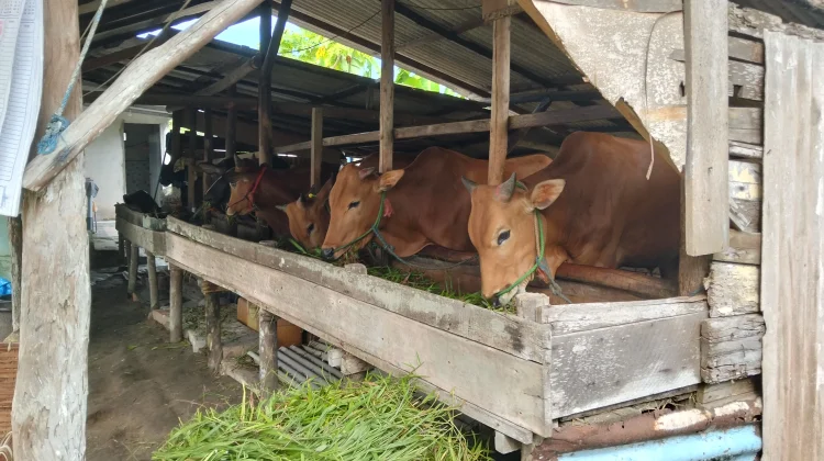 Pemkab Bangka Hapus Kewajiban Sumbang Sapi Kurban bagi Perangkat Daerah