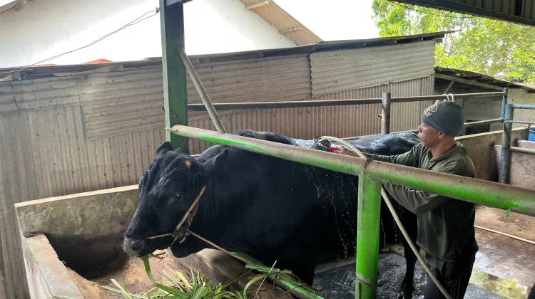 Sapi Bantuan Presiden untuk Kota Pangkalpinang Dibeli dari Peternakan Lokal