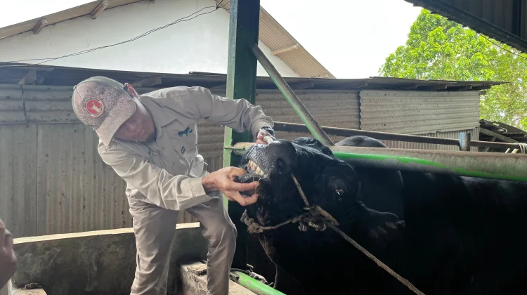 Pemkot Pangkalpinang Intensif Pantau Kesehatan Sapi Bantuan Presiden