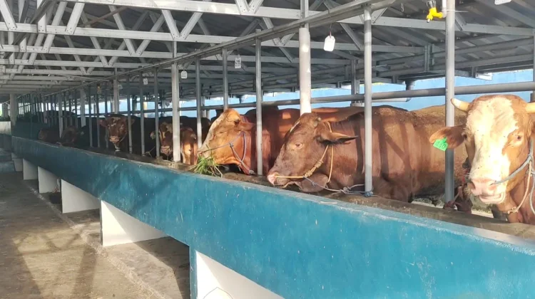 Peternakan Syam Belitung Datangkan Ratusan Hewan Kurban untuk Penuhi Permintaan