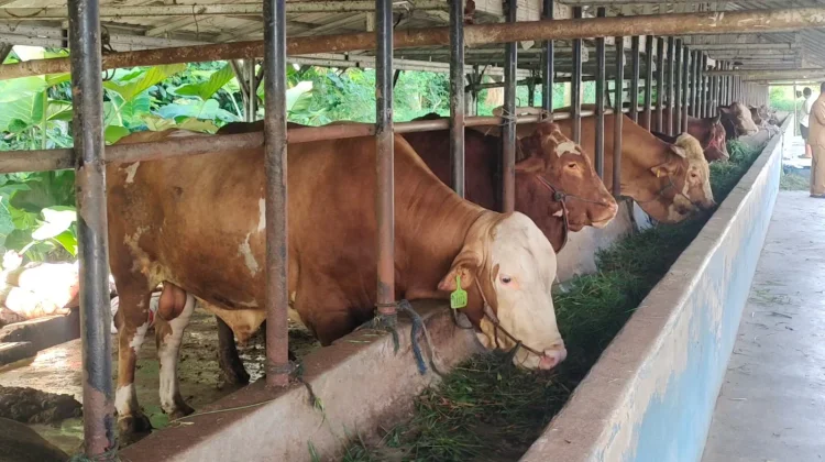 Permintaan Hewan Kurban Mengalami Lonjakan di Belitung