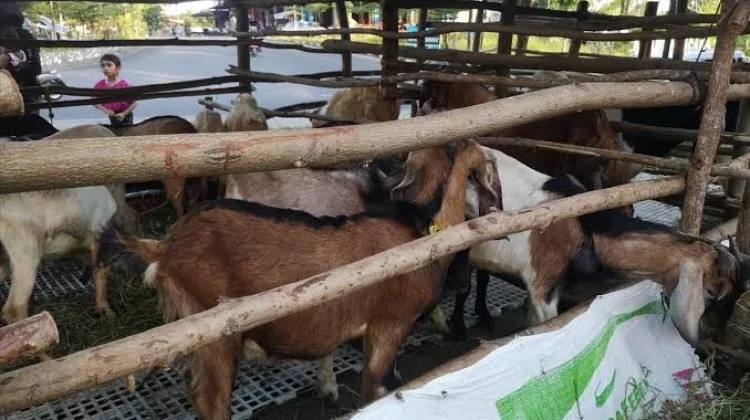 Penjual Hewan Kurban di Sungailiat Akui Sepi Pembeli