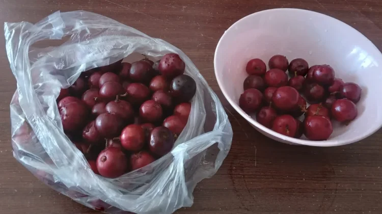 Buah Rukem dengan Rasa yang Asam Manis