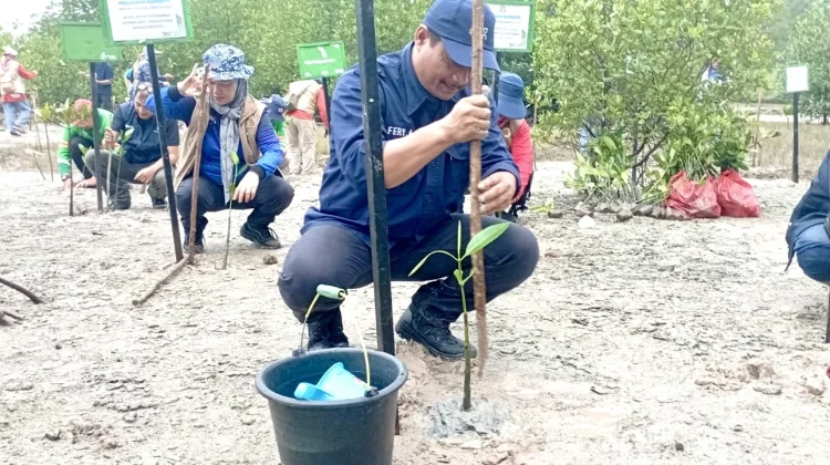 Kagama-KKMD Babel Tanam 2 ribu Mangrove di Lahan Eks Tambang
