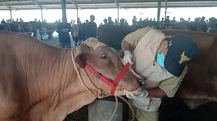 Kebutuhan Sapi Kurban di Babar Mencapai 540 ekor