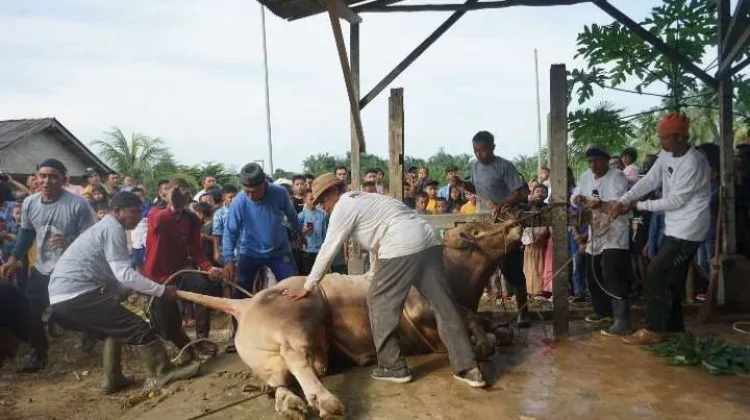 Hukum Berkurban bagi Umat Muslim