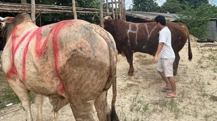 Legislator Babel Salurkan Lima Ekor Sapi Kurban di Dapilnya