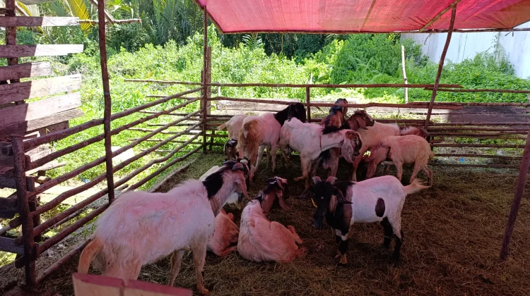 Daya Beli Masyarakat Menurun, Pedagang Hewan Kurban Keluhkan Sepi Pembeli
