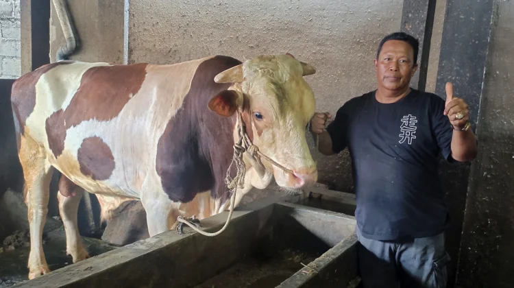 Belitung Dapat Bantuan Sapi Presiden, Bobot 860 Kilogram