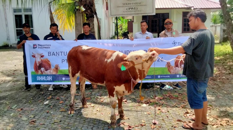 PWI Bangka Terima Bantuan 1 Ekor Sapi dari PT. Timah