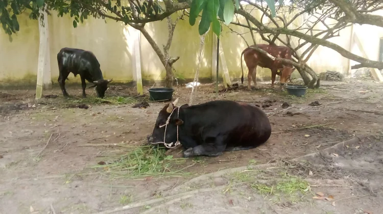 Pemkab Bangka Siap Laksanakan Pemotongan Kurban 9 Sapi Bantuan
