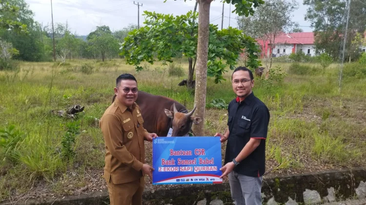 Pemkab Basel Berhasil Himpun 91 ekor Sapi Kurban CSR Swasta