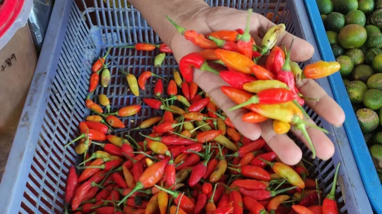 Harga Cabai Mahal, Begini Cara Menyimpannya agar Tahan Lama