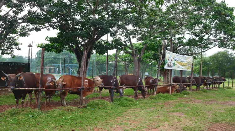 11 Desa di Beltim Terima Bantuan Sapi Kurban dari PT SWP