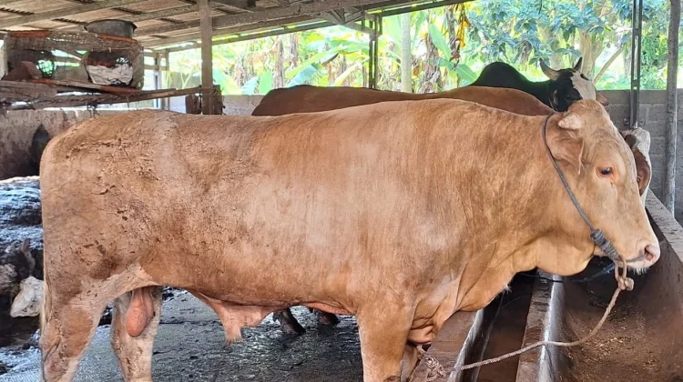 Masyarakat Desa Labu Siapkan Kedatangan Sapi Kurban Bantuan Presiden RI