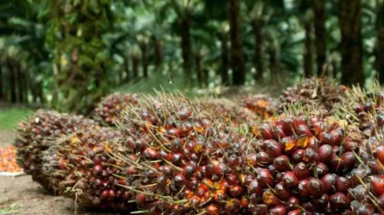 Apksindo Babel: Harga TBS Kelapa Sawit Masih Rendah