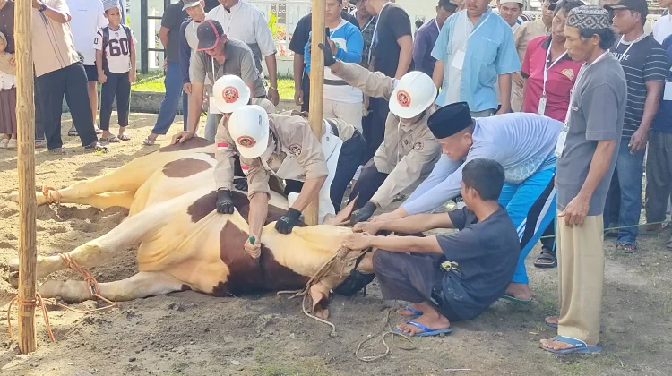 Pemkab Belitung Sembelih Enam Sapi Kurban Iduladha 1447 H