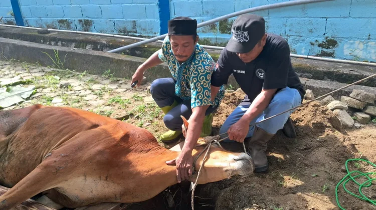 Pokja Wartawan Belitung Sembelih Sapi Kurban