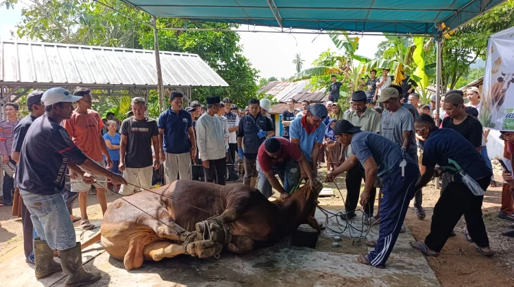 Pengurus Masjid Bersyukur Terima Sapi Kurban Presiden