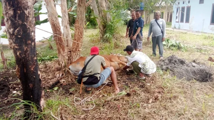 Pokja Wartawan Beltim Kurban 1 Ekor Sapi