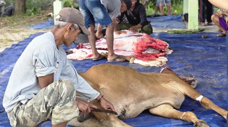 PT TIM Salurkan Tiga Sapi Kurban untuk Warga Belitung dan Beltim