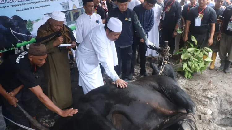 Sapi Kurban Bantuan Presiden Prabowo untuk Pangkalpinang Disembelih