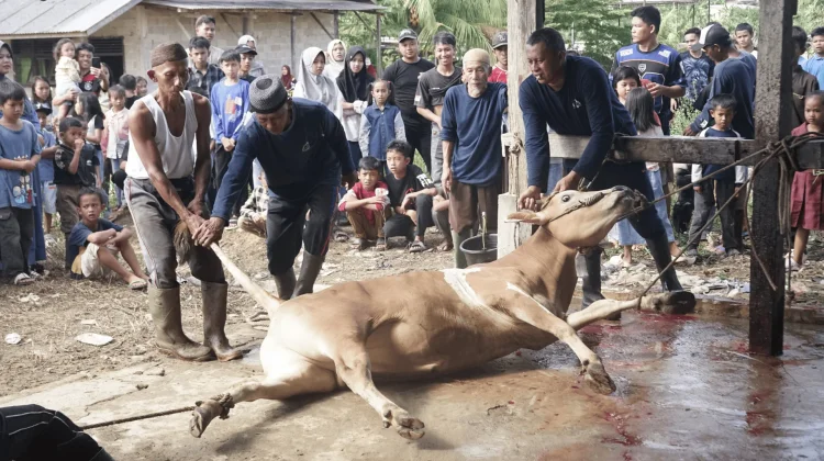 Hari Kedua Iduladha, Masjid Al Istiqomah Petaling Sembelih 22 Hewan Kurban